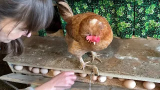 So that chickens lay eggs well. What I strictly do not give to chickens