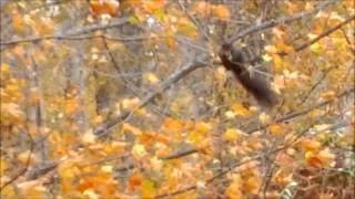 squirrel goes for a ride