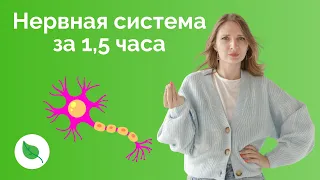 Нервная система за 1,5 часа для ЕГЭ по Биологии