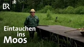 Nach Torf-Abbau: Verwunschen und Naturparadies - das Ainringer Moos | Schwaben & Altbayern | BR