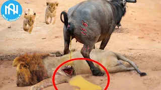 30 Tragic Moments! When Animals Messed With The Wrong Opponent - When Animals Go On A Rampage! #7