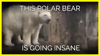 This Polar Bear Is Probably Going Insane