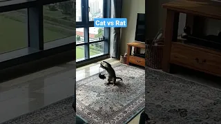 Cat Vs Rat