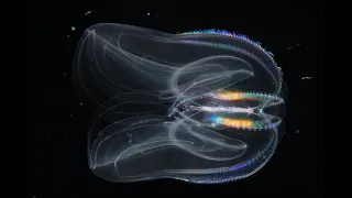 Facts: The Warty Comb Jelly (Sea Walnut)