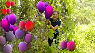 How to Harvest Purple Mangoes - Make sweet and sour mango salad Go to the market to sell  Ly Thi CAM