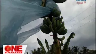 One Mindanao: Epekto ng Tag-init Ramdan na sa Cotabato Province