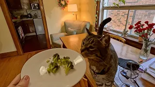 Is Bobby Cat Eating Broccoli? 😸 🥦  #catvideos #cat #catlover
