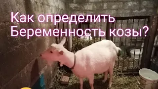 Как определить беременность козы