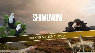 KRUGER NP | Shimuwini | The One with 4x4 Tracks and Scenery