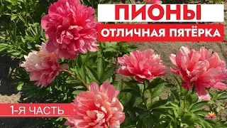 Их у нас много! Пионы, которые хорошо растут. Часть 1 / Сад Ворошиловой