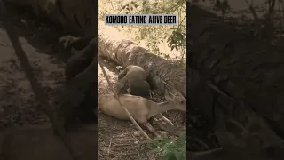 Komodo Dragon Eating Poor Deer. #shorts #animals