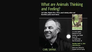 Carl Safina - What are Animals Thinking and Feeling?
