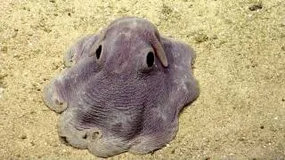 Dumbo Octopus in Action | Nautilus Live