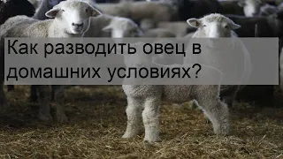 Как разводить овец в домашних условиях?