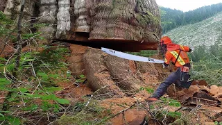 Amazing Cutting Down The Big Oak Tree With Chainsaw Machines // Fastest Milling Big Trees Technique
