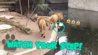 Lion Falls into the Water in German Zoo - Hilarious Animal Fail