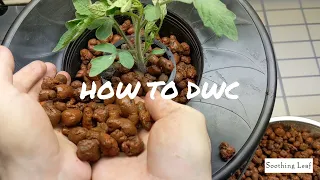 How To Make A DWC Hydroponic System | Step by Step Guide | Growing Tomatoes and Cucumbers Indoors