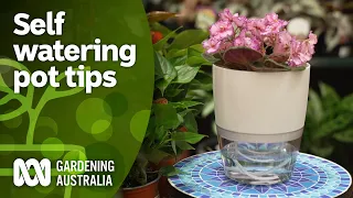 The pros and cons of self-watering pots and how to use them | Indoor Plants | Gardening Australia