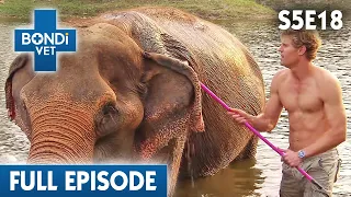 Bondi Vet Visits Thailand 🐵 | Bondi Vet Season 5 Ep 18 | Bondi Vet Full Episode | Bondi Vet