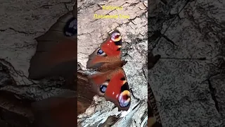 Бабочка Павлиний Глаз   🦋🦋🦋