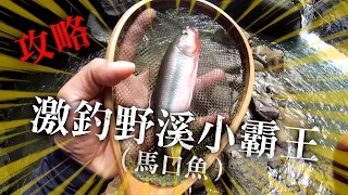 【攻略】激釣野溪小霸王 (馬口魚）完整版