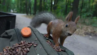 Ещё о ручной незнакомой белке / More about a tame unfamiliar squirrel