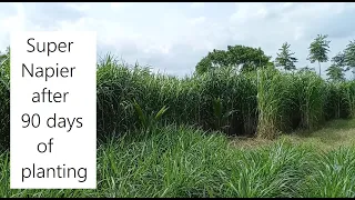 How to make Super Napier grow faster / Super Napier for Dairy Farms in Tamil Nadu