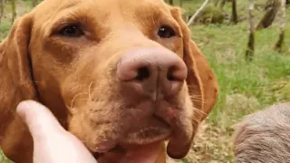 This dog adopted a baby from another species