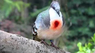 Bird in Loro Parque