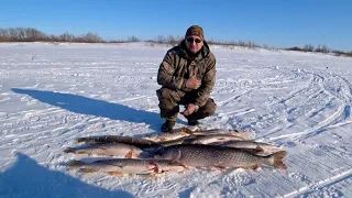 ОГРОМНЫЕ ЩУКИ РАЗРЫВАЮТ ЖЕРЛИЦЫ И КИЛОГРАММОВАЯ ПЛОТВА НА МОРМЫШКУ /РЫБАЛКА С НОЧЕВКОЙ / Часть 2