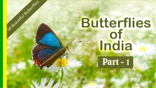 Butterflies of India - Part 1 (Natural Sounds) (HD Quality)