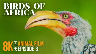 Incredible Birds of South Africa - 8K HDR Wildlife Documentary with Interesting Facts - Episode 3