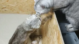 Scottish cat dad missed a cat and kittens ❤️ The cat always wants to live with kittens