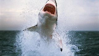 Man attacked by shark in Australia, gets emergency surgery