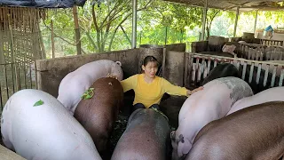 Pig care.  Making pig feed, fattening pigs daily.  (Episode 88).