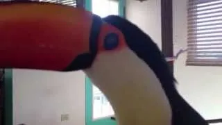 Toucan Flying in House