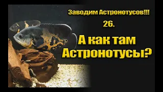 Заводим Астронотусов!!! 26. А как там Астронотусы?