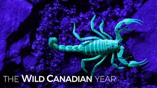 Canada’s Venomous Scorpions Glow As They Hunt Prey In The Dark of Night | Wild Canadian Year