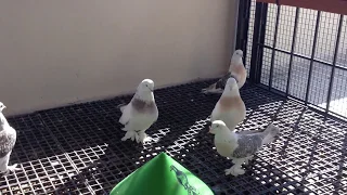 Turkish tumbler pigeons / Takla / guvercin /Duvor/ الحمام التركي الطيار