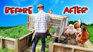 BEFORE | AFTER (Chicken Tractor)