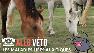 [ALLO VÉTO] : La maladie de Lyme et la piroplasmose 🐴