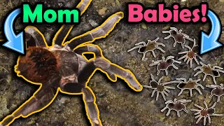 Our Tarantula had Babies!!