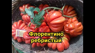 Сорта томатов - Флорентийский ребристый наволи. Гость из Италии