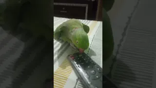 Talking Parrot Interacts Adorably With Owner#shortvideo #short