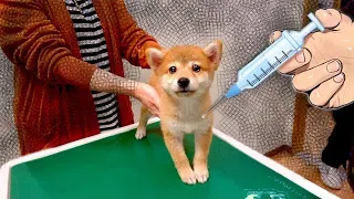 注射を回避したくて、あざと可愛い顔で許してもらおうとする豆柴犬の赤ちゃん。Shiba Inu puppy Despair at Animal Hospital