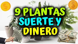 9 Plantas que atraen suerte y dinero 2022