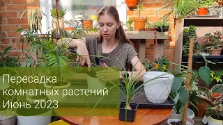 Пересадка комнатных растений Июнь 2023