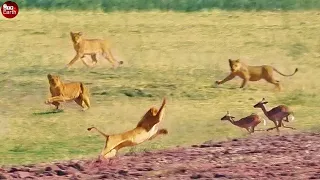 35 Deadliest Lions Attack Impala Caught on Camera