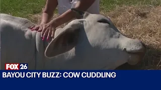 Bayou City Buzz: Cow Cuddling