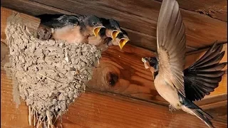 Country swallows - Chick swallow